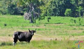 alas-purwo-national-park-banyuwangi-13.jpg