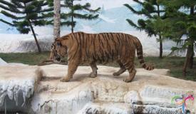 batu-secret-zoo-batu-east-java-1.jpg