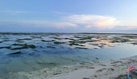 g-land-surf-banyuwangi-east-java-6.jpg