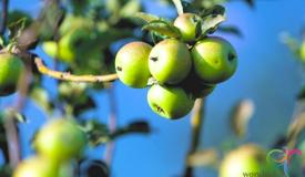 kusuma-agro-batu-east-java-2.jpg