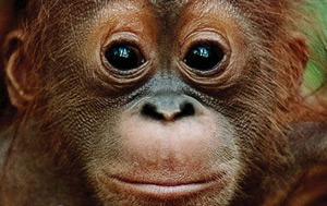 Central Kalimantan