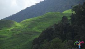 puncak-mountain-pass-west-java-1.jpg