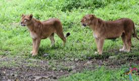 taman-safari-bogor-west-java-2.jpg
