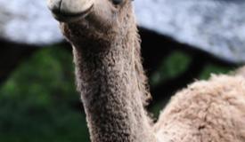 taman-safari-bogor-west-java-8.jpg