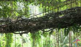 jembatan-akar-bayang-west-sumatra-2.jpg
