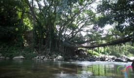 jembatan-akar-bayang-west-sumatra-4.jpg