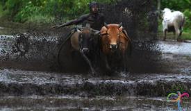 pacu-jawi-cow-race-west-sumatra-2.jpg