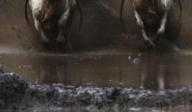 pacu-jawi-cow-race-west-sumatra-8.jpg