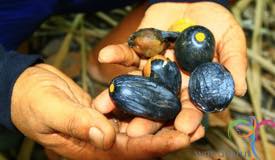 walnut-north-maluku-1.jpg