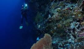 dive-banda-island-maluku-1.jpg