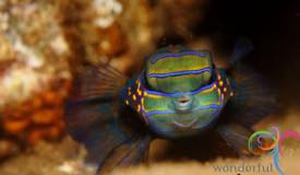 dive-banda-island-maluku-10.jpg