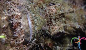 dive-banda-island-maluku-11.jpg