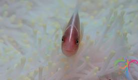 dive-banda-island-maluku-12.jpg