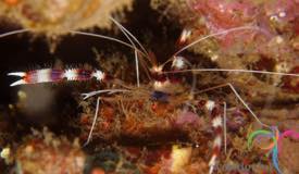 dive-banda-island-maluku-13.jpg