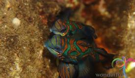 dive-banda-island-maluku-14.jpg