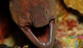 dive-banda-island-maluku-15.jpg