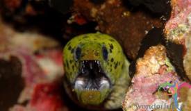 dive-banda-island-maluku-16.jpg