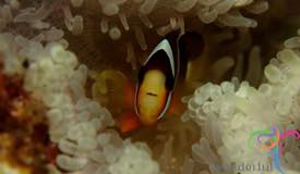dive-banda-island-maluku-17.jpg