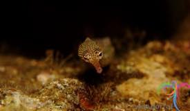 dive-banda-island-maluku-18.jpg