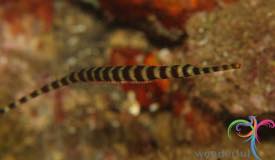 dive-banda-island-maluku-19.jpg