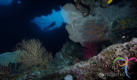 dive-banda-island-maluku-2.jpg