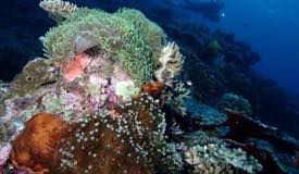 dive-banda-island-maluku-20.jpg