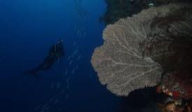 dive-banda-island-maluku-3.jpg