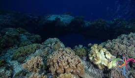 dive-banda-island-maluku-4.jpg