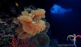 dive-banda-island-maluku-5.jpg