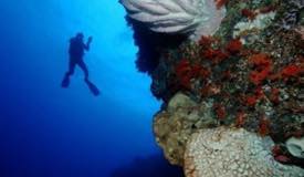 dive-banda-island-maluku-6.jpg