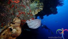 dive-banda-island-maluku-7.jpg