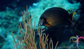 dive-banda-island-maluku-8.jpg