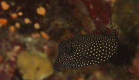dive-banda-island-maluku-9.jpg