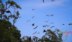 17-islands-riung-marine-park-flores-13.jpg