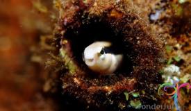 dive-alor-east-nusa-tenggara-4.jpg