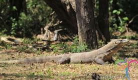 komodo-dragon-east-nusa-tenggara-6.jpg