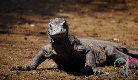 komodo-dragon-east-nusa-tenggara-9.jpg