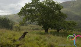 komodo-national-park-indonesia-6.jpg