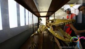 museum-komodo-east-nusa-tenggara-1.jpg
