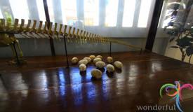 museum-komodo-east-nusa-tenggara-2.jpg