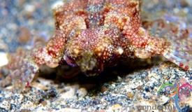 underwater-lembeh-island-1.JPG