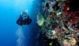 underwater-lembeh-island-11.JPG