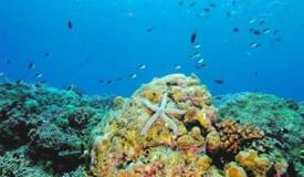 underwater-lembeh-island-12.JPG