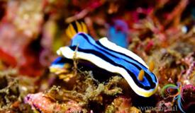 underwater-lembeh-island-3.JPG
