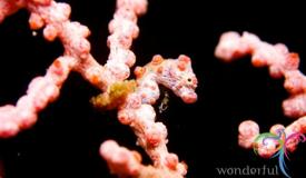 underwater-lembeh-island-5.JPG