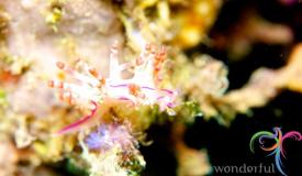 underwater-lembeh-island-6.JPG