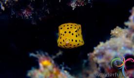 underwater-lembeh-island-7.JPG