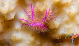 underwater-lembeh-island-8.JPG