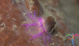 underwater-lembeh-island-9.JPG