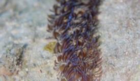 marine-biota-kepulauan-seribu-jakarta-13.jpg